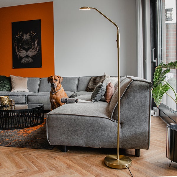 Wohnzimmer mit grauer Couch, Stehlampe und Hund