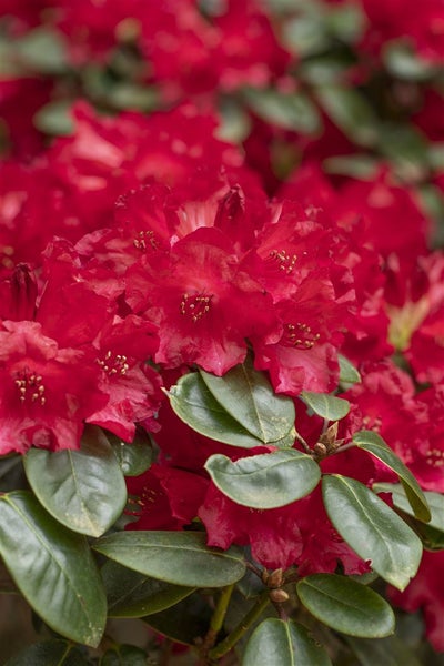 Rhododendron williamsianum 'Tromba', rosa Blüten, 40–50 cm
