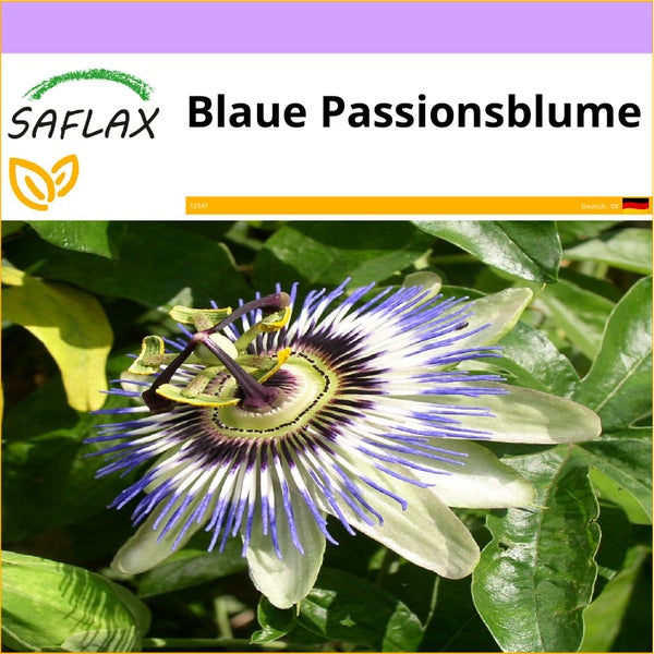 SAFLAX  - Blaue Passionsblume - Passiflora caerulea - 25 Samen