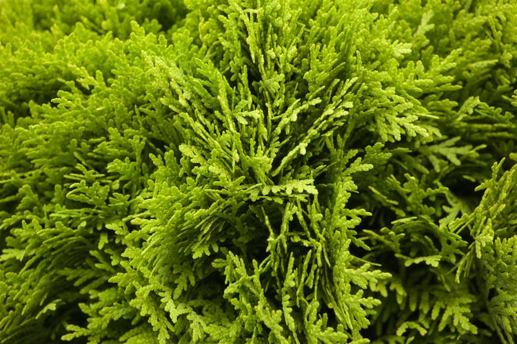 Thuja occidentalis 'Mirjam', Lebensbaum, kompakt, 20–25 cm