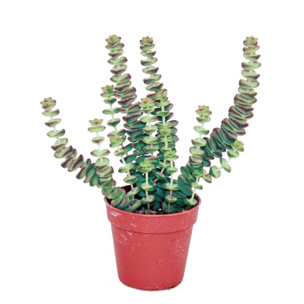 Sukkulente - Crassula Hottentot - Felsen-Dickblatt -  im 8,5cm Topf