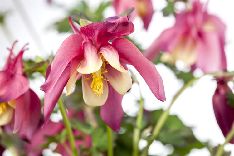 Aquilegia caerulea 'Crimson Star', Akelei, rot-weiß, ca. 9x9 cm Topf