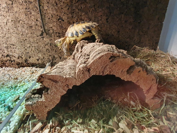 Schildkröte auf einer Korkröhre in einem Terrarium mit Korkrückwand und Einstreu.
