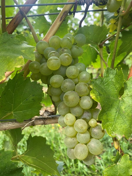 Eine Traube mit hellen Weinbeeren an einem Weinstock mit grünen Blättern.