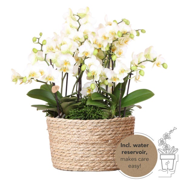 Kolibri Orchids weißes Pflanzenset im Schilfkorb inkl. Wassertank drei weiße Orchideen Lausanne 9cm und drei Grünpflanzen Rhipsalis Dschungelstrauß weiß mit autarkem Wassertank