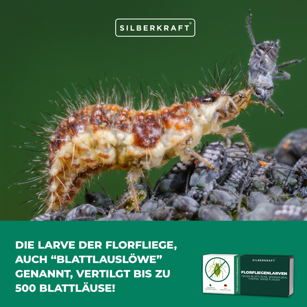 Florfliegenlarven gegen Blattläuse, Spinnmilben, Thripse, weiße Fliegen 1 Packung