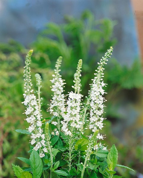 Veronica spicata 'Icicle', Ehrenpreis, weiß, ca. 9x9 cm Topf