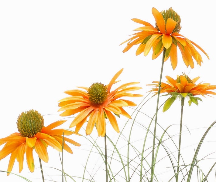 Künstliche Echinacea Sonnenhut Blumen in Orange mit grünen Stielen.