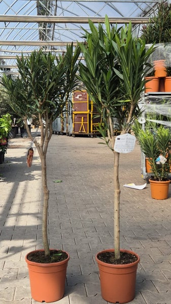 Oleander Stamm 130-150 cm Nerium Premiumqualität Rosenlorbeer rot, rosa