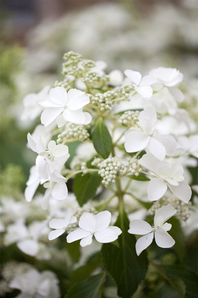 Hydrangea paniculata 'Butterfly', Rispenhortensie, cremeweiß, 40–60 cm
