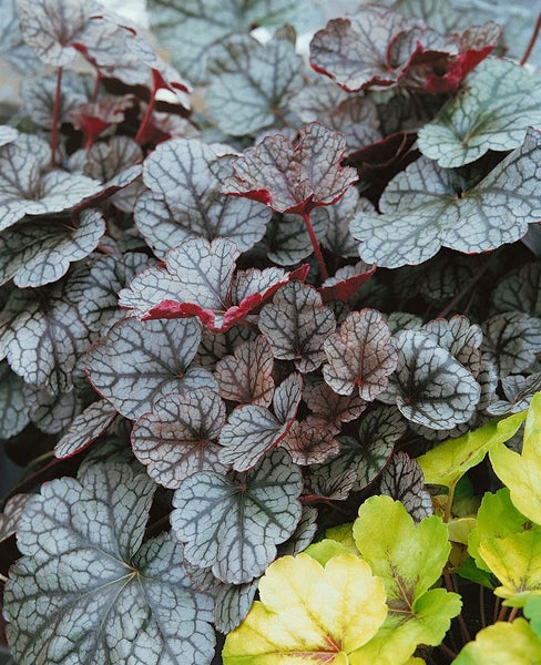 Heuchera micrantha 'Silver Scrolls', Purpurglöckchen, silbrig, ca. 11x11 cm Topf