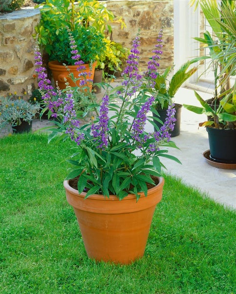 Vitex agnus-castus, Mönchspfeffer, 40–60 cm