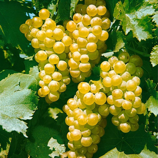 Vitis vinifera 'Primus', Weinrebe, 80–100 cm