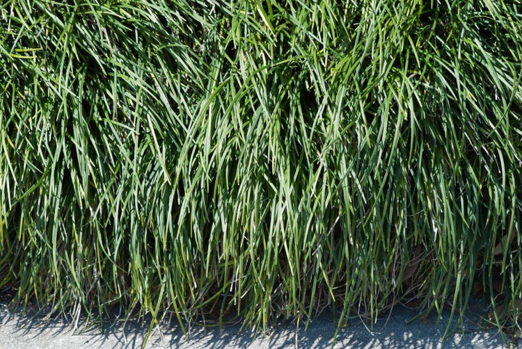 Ophiopogon japonicus, Schlangenbart, immergrün, ca. 9x9 cm Topf