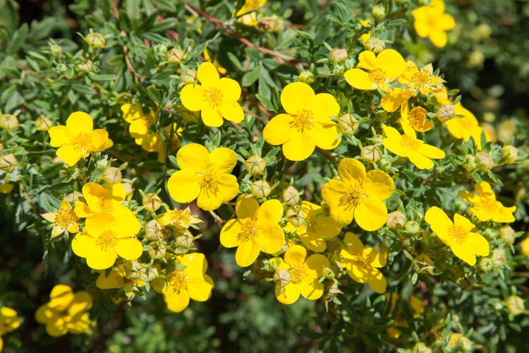 Potentilla 'Goldfinger', Fingerstrauch, gelb, 30–40 cm