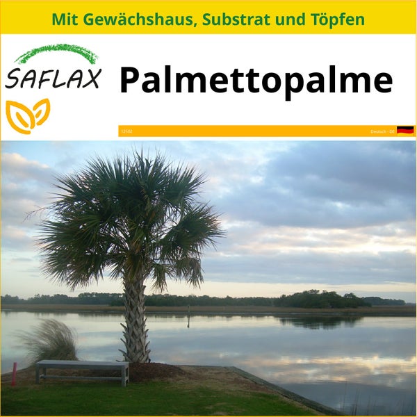 SAFLAX Anzucht Set - Palmettopalme - Sabal palmetto - 8 Samen - Mit Mini-Gewächshaus, Anzuchtsubstrat und 2 Töpfen