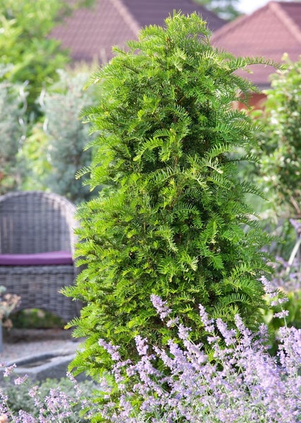 Im Garten steht ein kegelförmiger Formschnitt-Nadelbaum, umgeben von Lavendel.
