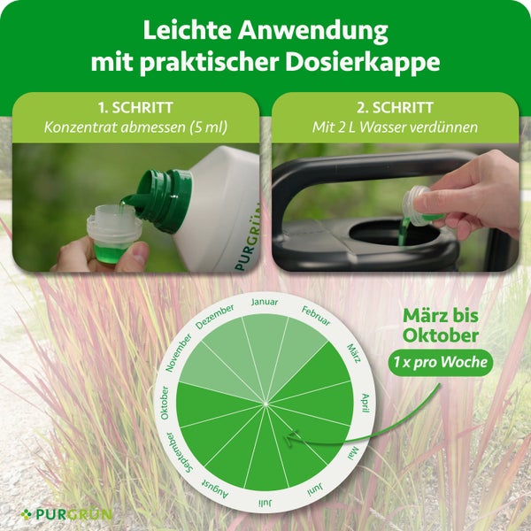 Amerikanisches Pampasgras Set mit Gewächshaus, Substrat und Töpfen