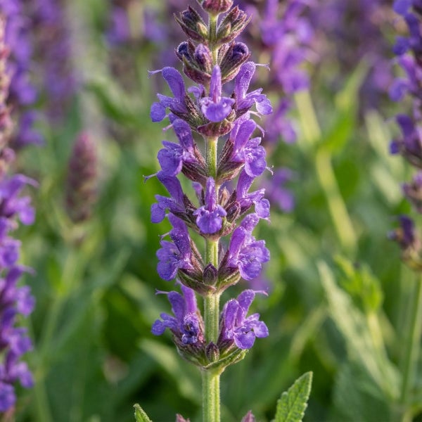 Nahaufnahme einer violett blühenden Salvia nemorosa mit kleinen Blüten an einem aufrechten Stängel.
