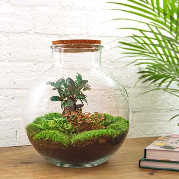Flaschengarten Bolder Bob - DIY-Pflanzenterrarium - 30 cm hoch - mit Ficus Ginseng Bonsai