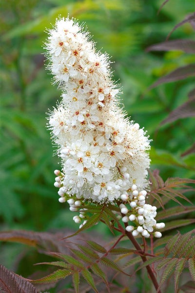 Sorbaria sorbifolia 'Sem', Fiederspiere, buntes Laub, 30–40 cm