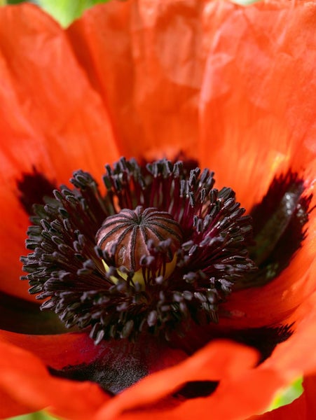 Nahaufnahme einer roten Mohnblume