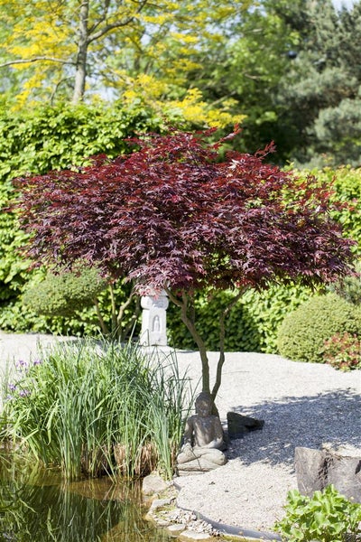 Acer palmatum 'Atropurpureum', Japanischer Ahorn, rotlaubig, 80–100 cm