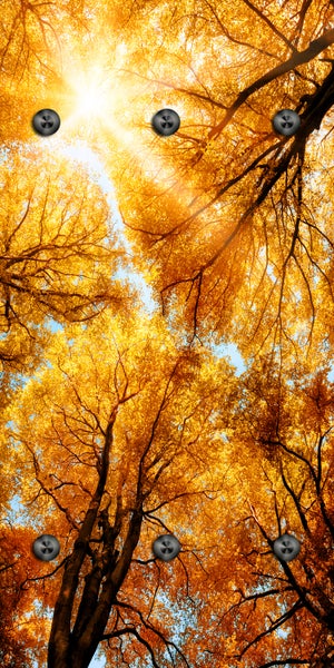 Blick in Baumkronen im Herbst mit Sonnenschein