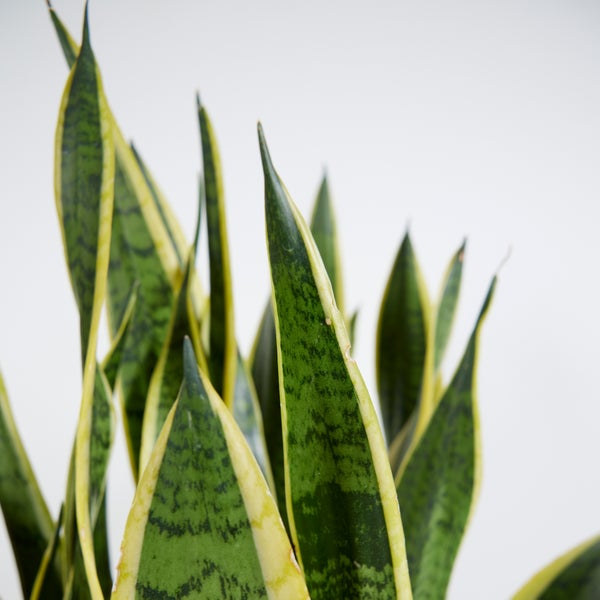 Bloomique - 2er Set - Sansevieria Laurentii - Bogenhanf - Sukkulenten - Zimmerpflanzen Groß - Sehr Pflegeleicht - Höhe 80-100 cm - Topf 21 cm