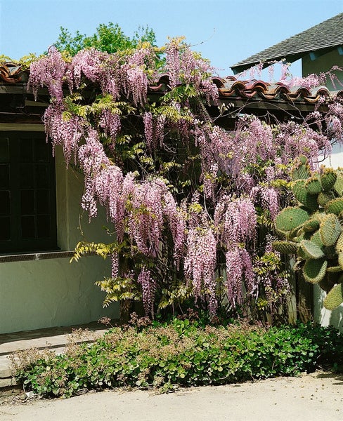 Wisteria floribunda, Japanische Blauregen, 40–60 cm, duftend