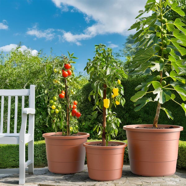 Drei Pflanzen in Pflanzgefäßen im Garten: Tomatenpflanze, Paprikapflanze und Feigenbaum.