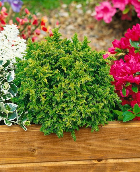 Kugelwacholder in einem Holzkasten mit Blumen