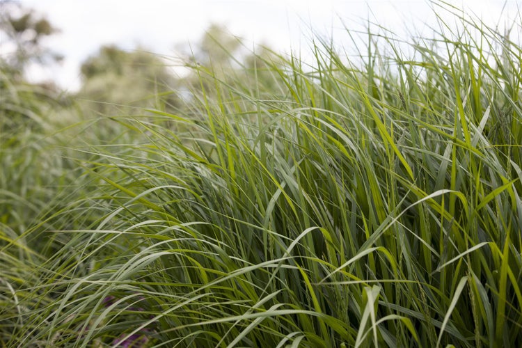 Panicum virgatum 'Strictum', Rutenhirse, aufrecht, ca. 9x9 cm Topf