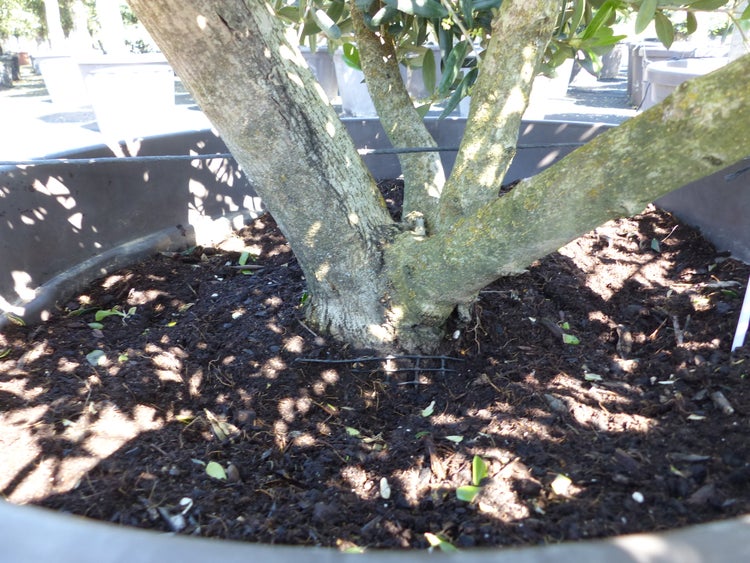 Olivenbaum Pon Pon 120/125 cm Bonsai Formgehölz Gartenbonsai Formschnitt winterhart