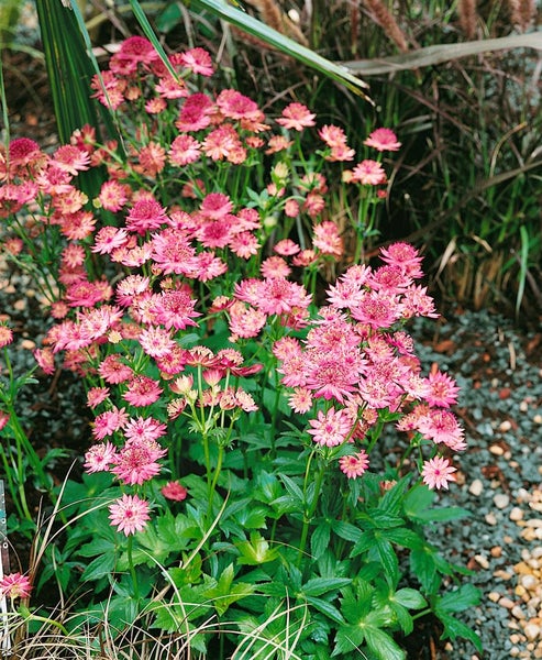 Astrantia major 'Roma', Sterndolde, rosa, ca. 11x11 cm Topf