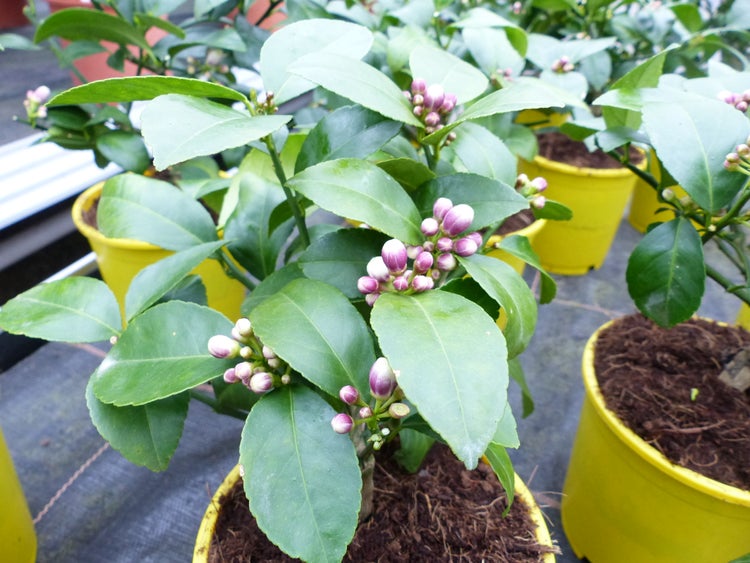 BONSAI: Meyer Meyerii Zitrone echter Zitronenbaum 30 cm Citrus Limon Zitruspflanze