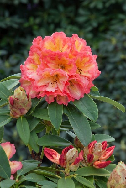 Rhododendron Hybr. 'Sun Fire', gelb-orange Blüten, 50–60 cm