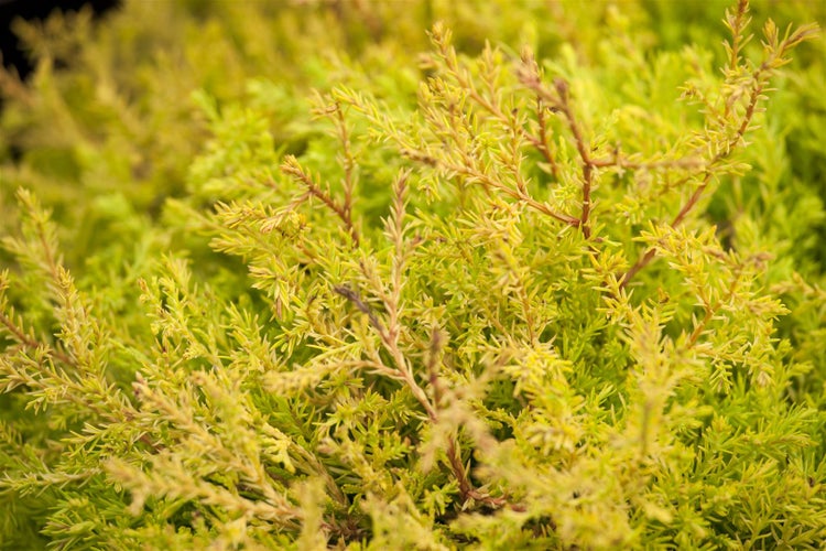 Thuja occidentalis 'Rheingold', Lebensbaum, goldgelb, 50–60 cm