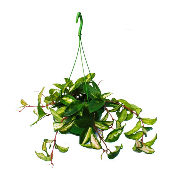Zimmerpflanze zum Hängen - Hoya carnosa rubra - Porzellanblume - Wachsblume 14cm Ampel