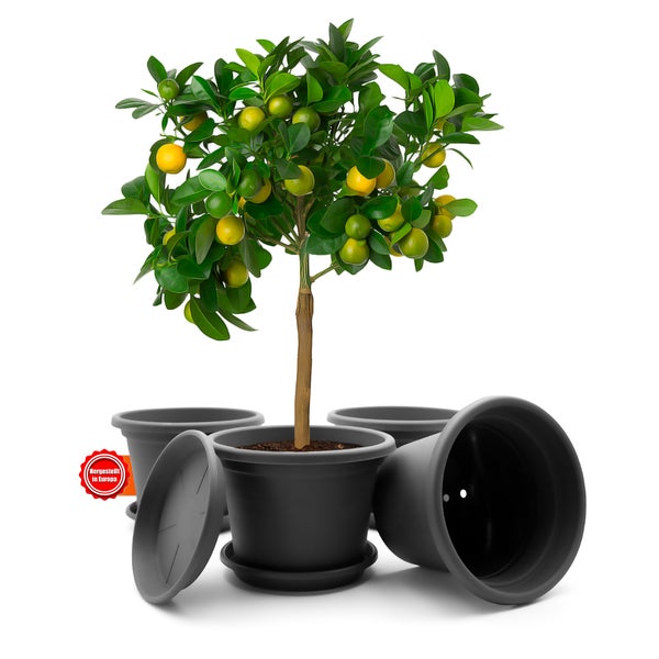Kumquat-Bäumchen in Pflanzgefäßen