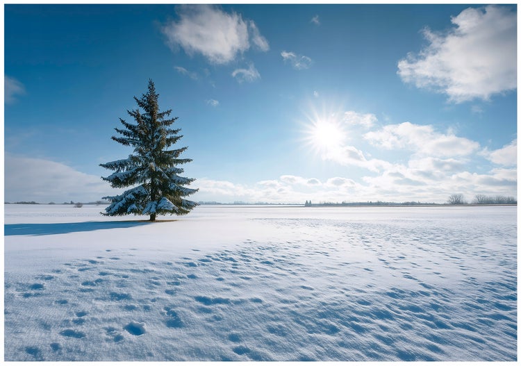 Verschneites Feld mit einzelnen Baum unter blauem Himmel und Sonnenschein