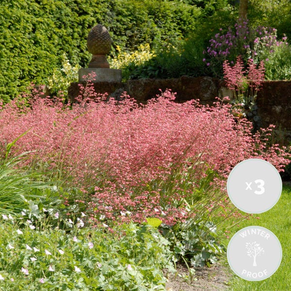 Heuchera Pflanzen im Garten, winterfest, 3 Stück