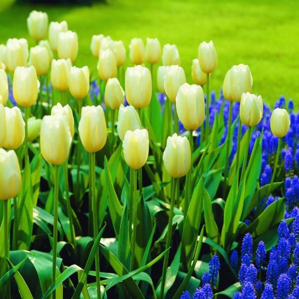 Feld mit Tulpen und Traubenhyazinthen im Garten