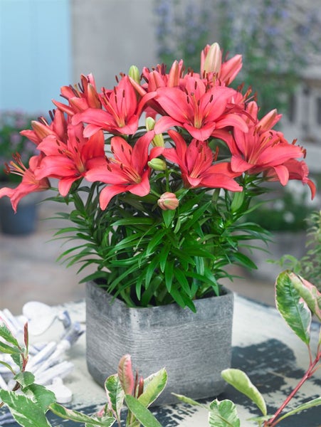 Lilienblüten in einem grauen Topf