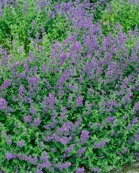 Nepeta x faassenii 'Six Hills Giant', Katzenminze, blau, ca. 9x9 cm Topf
