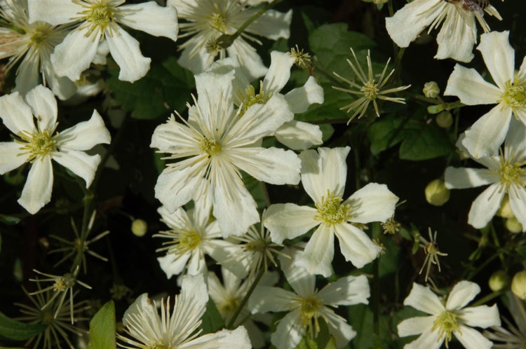 Clematis armandii, immergrün, weiß, 60–100 cm