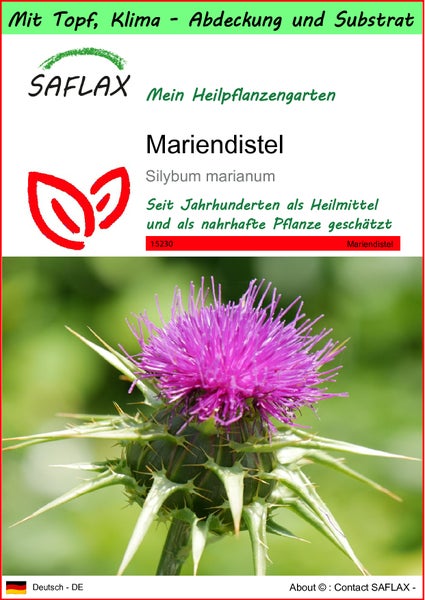 SAFLAX Garden to go - Mariendistel - Silybum marianum - 75 Samen - Mit Topf, Klima - Deckel und Anzuchtsubstrat
