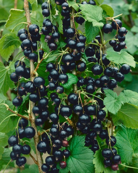 Ribes nigrum 'Ben Sarek', Schwarze Johannisbeere, 30–40 cm