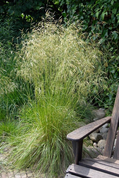 Dekoratives Pfeifengras im Garten