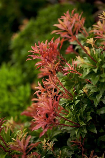 Pieris japonica 'Mountain Fire', Japanische Lavendelheide, 40–50 cm